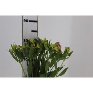 ALSTROEMERIA ALICE 080 CM