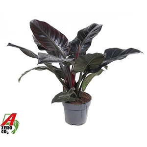 Philodendron 'Imperial Red'