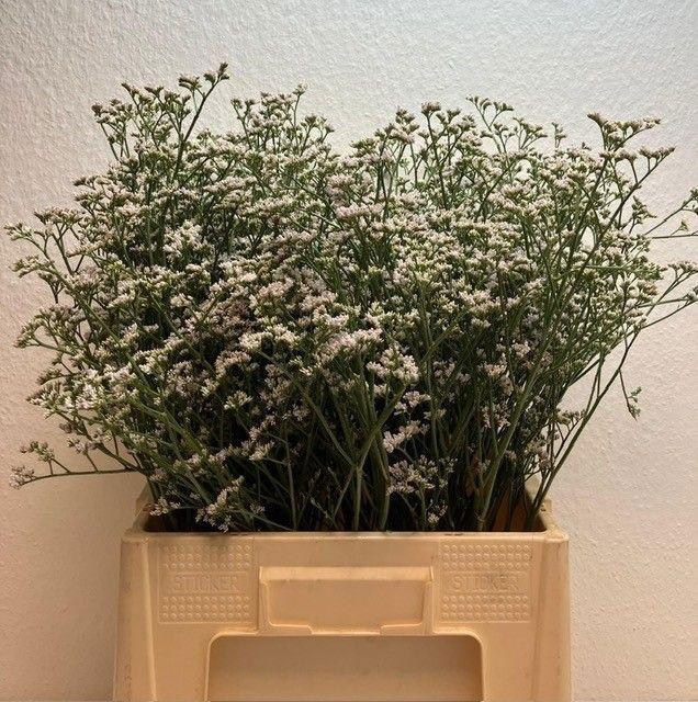 <h4>LIM CASP WHITE NETO 35gr</h4>