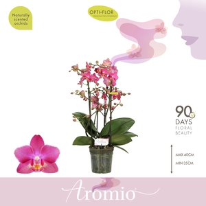Aromio Floral 4 spike