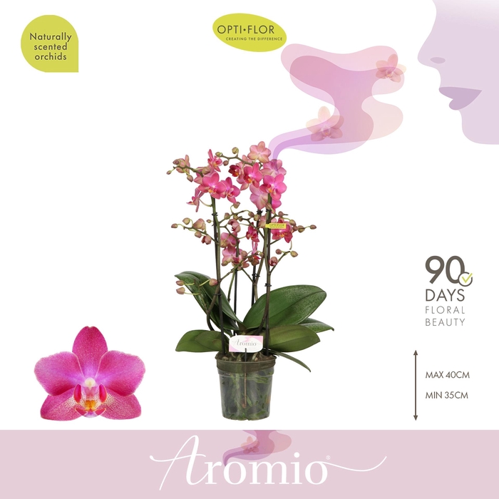 <h4>Aromio Floral 4 spike</h4>