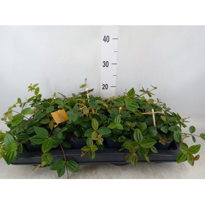 Peperomia  'Rocca Scuro'
