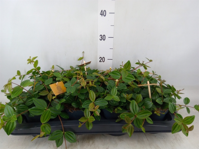 <h4>Peperomia  'Rocca Scuro'</h4>
