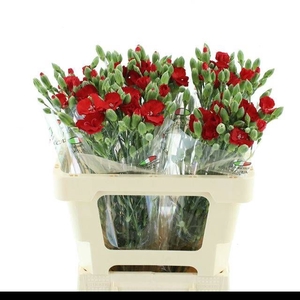 DI TE SYMPLY LOVE