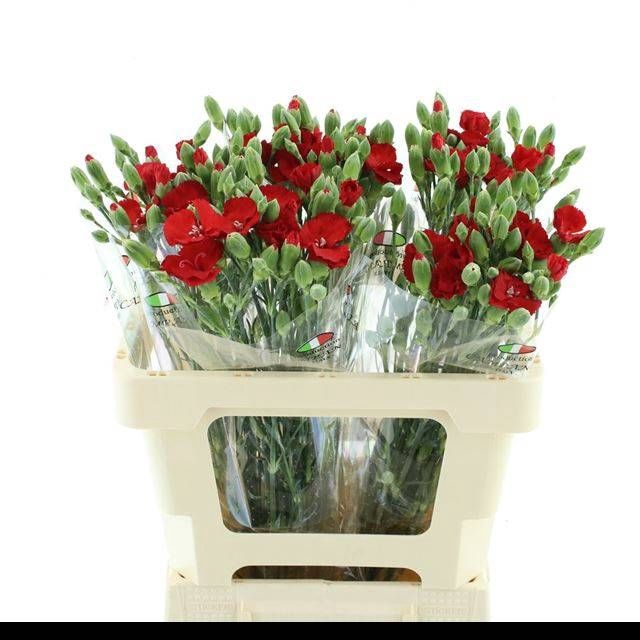 <h4>DI TE SYMPLY LOVE</h4>