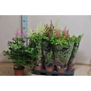 Astilbe mix 15Ø 60cm