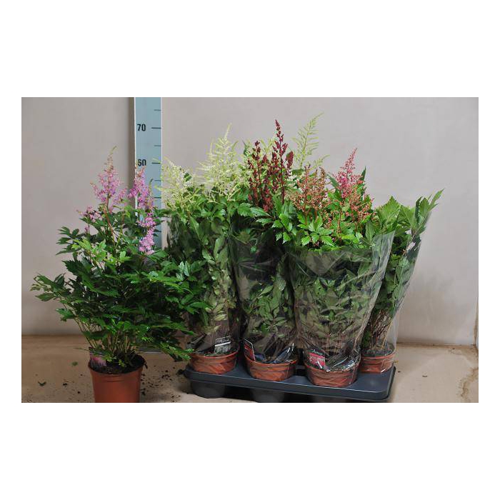 <h4>Astilbe mix 15Ø 60cm</h4>