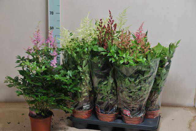 Astilbe mix 15Ø 60cm