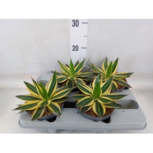 Agave lophantha 'Quadricolor'