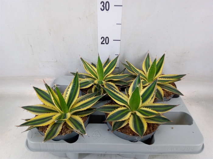 <h4>Agave lophantha 'Quadricolor'</h4>