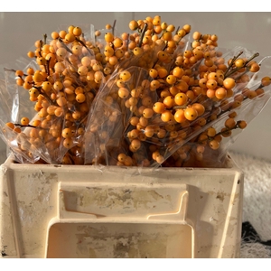 ILEX VE GOLD VERBOOM