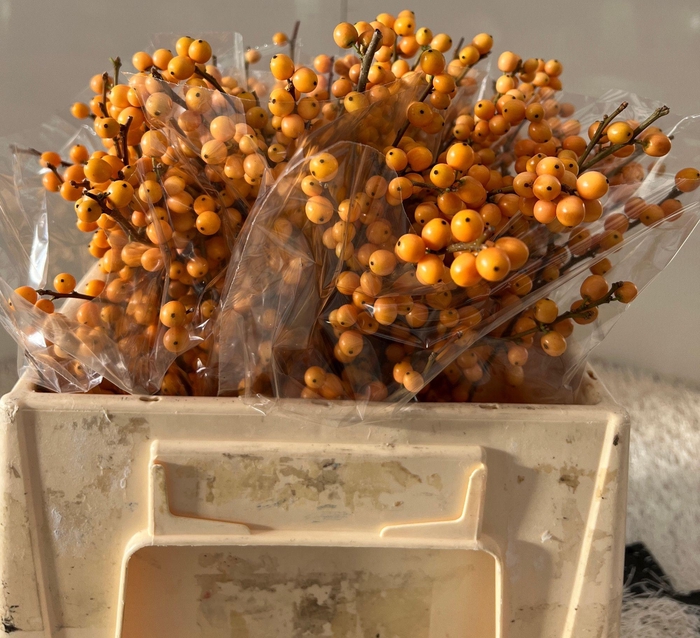 <h4>ILEX VE GOLD VERBOOM</h4>