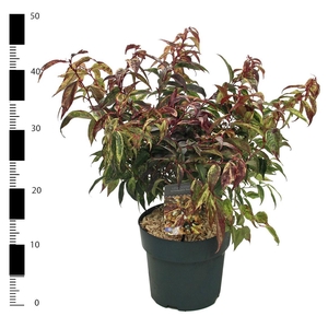 Leucothoe walteri 'Rainbow'