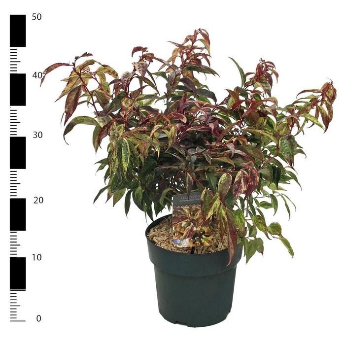 <h4>Leucothoe walteri 'Rainbow'</h4>