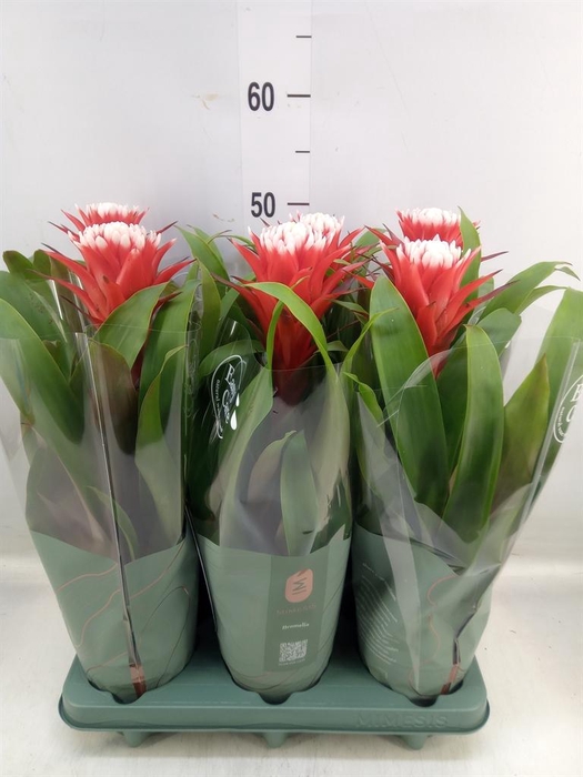 <h4>Guzmania 'Hope'</h4>