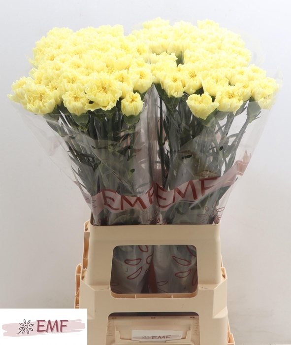 <h4>DI ST HERMES</h4>