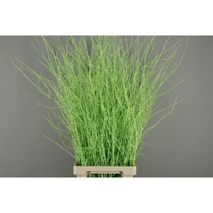 Betula Bs Paint Mint Green