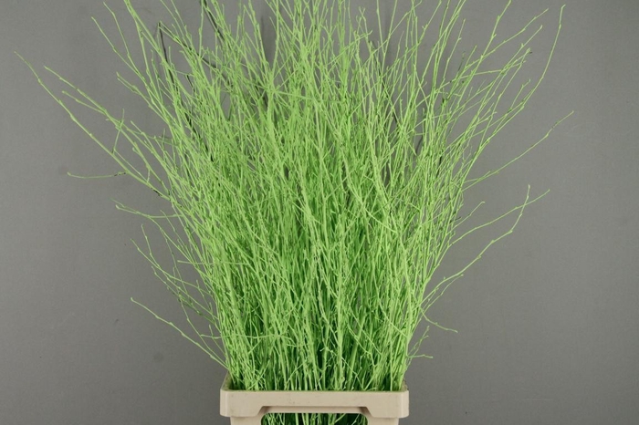 <h4>Betula Bs Paint Mint Green</h4>