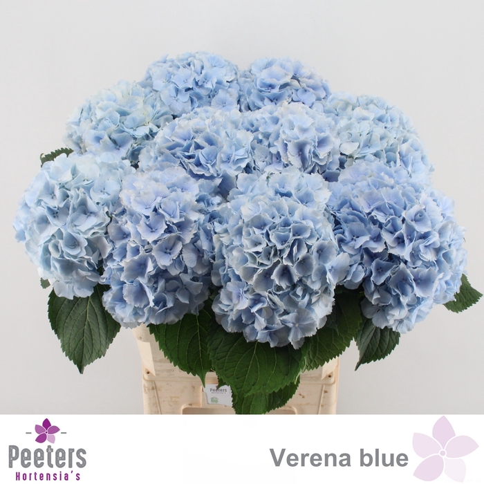 <h4>HYDR M CH VERENA BL</h4>