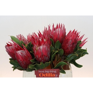 Protea Cynaroides Madiba