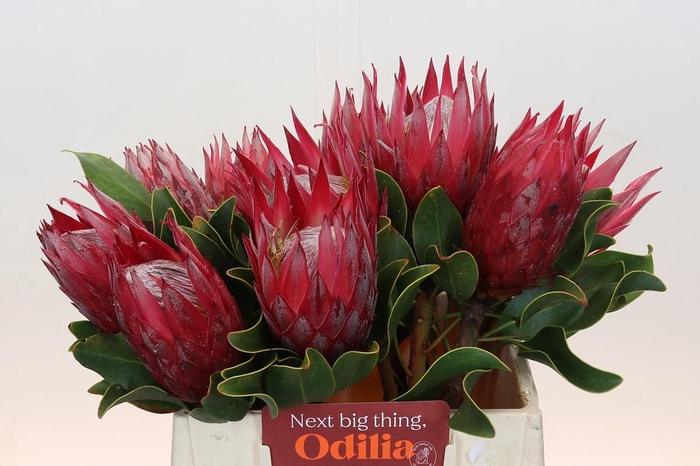Protea Cynaroides Madiba
