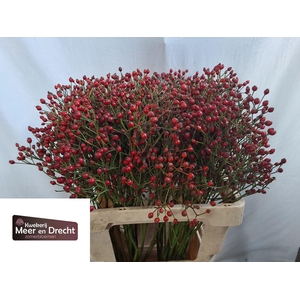 ROSA MAG RED CASCADE