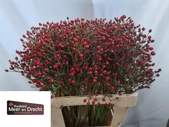 <h4>ROSA MAG RED CASCADE</h4>