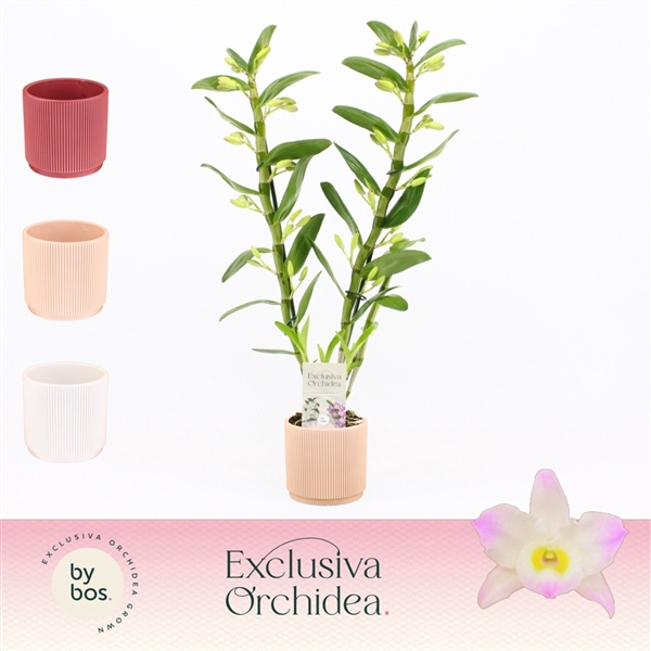 <h4>Dendrobium nobile Spring Dream 'Kumiko'</h4>