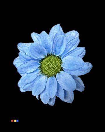 <h4>CHR S BOUNCER BLUE</h4>