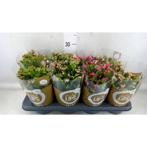 Schlumbergera   ...