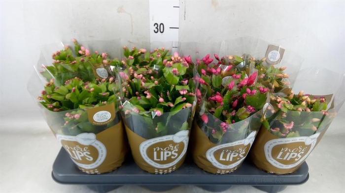 <h4>Schlumbergera ...</h4>