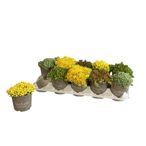 SEDUM GEM