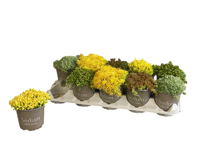 <h4>SEDUM GEM</h4>