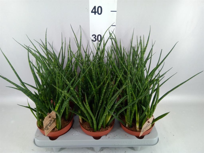 <h4>Sansevieria  'Fernwood'</h4>
