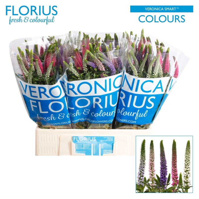 <h4>Veronica Smart Mix Florius</h4>