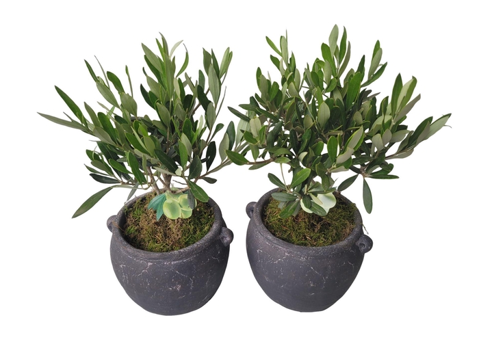 <h4>Arr. Tuinplanten L%</h4>