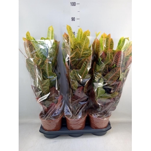 Codiaeum var. GR 'Excellent'