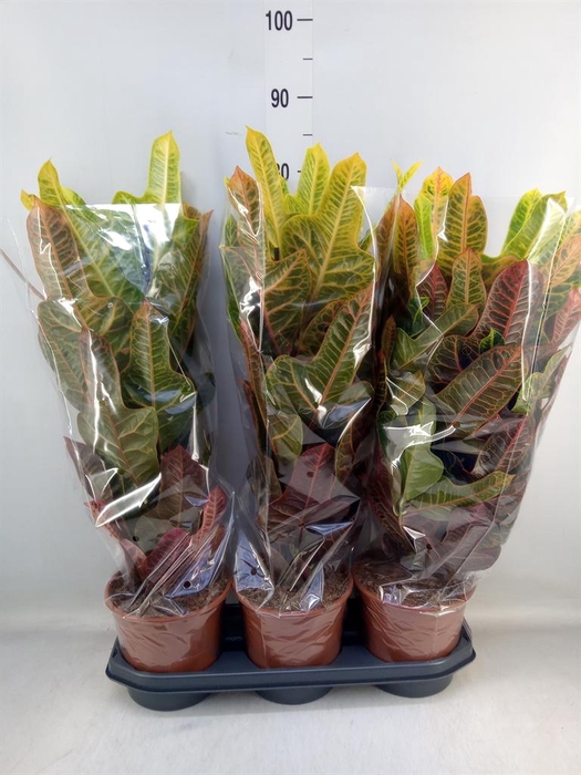 <h4>Codiaeum var. GR 'Excellent'</h4>