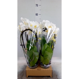 Phalaenopsis  'Elegant Cascade'