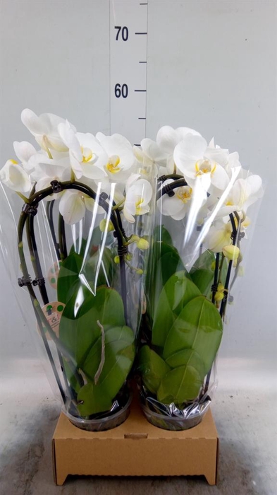 <h4>Phalaenopsis  'Elegant Cascade'</h4>
