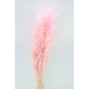 Dried Munni Grass L Pink Bunch