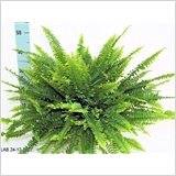 Nephrolepis Green Lady 12 Cm. Pot