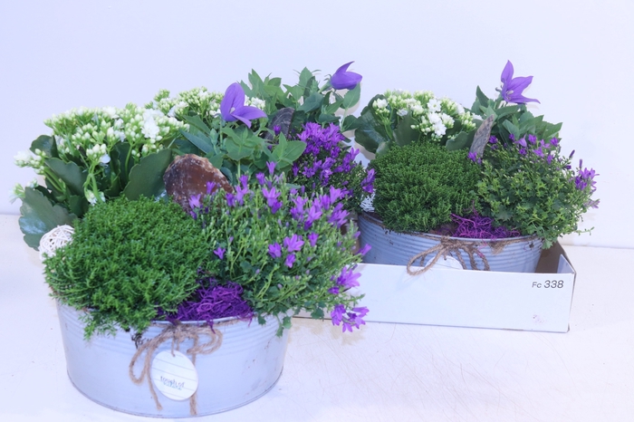 <h4>ARR TUINPLANTEN</h4>