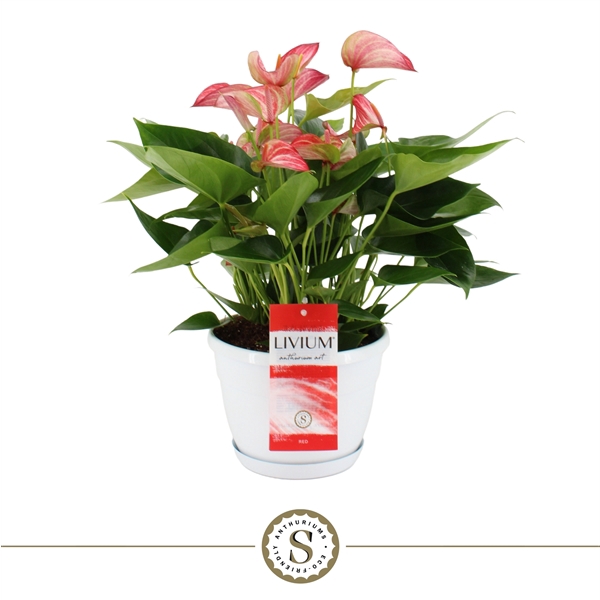 <h4>Schaal Napoli 20cm Livium Red</h4>