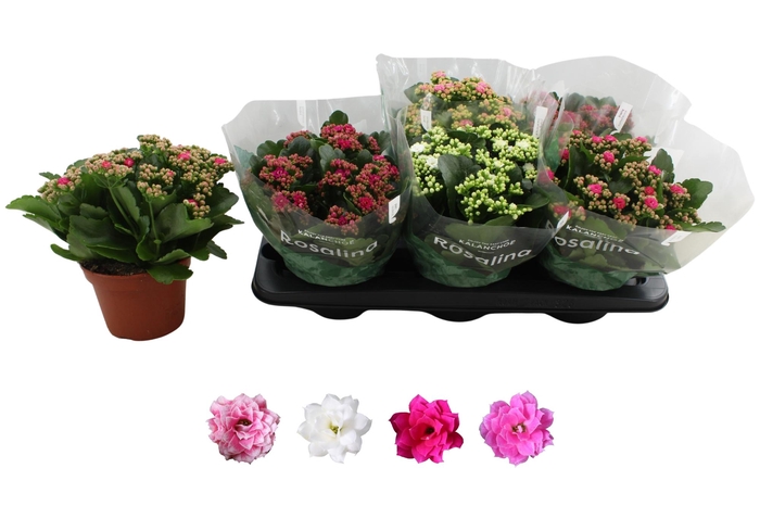 <h4>KAL GE RO GEM 4 KL</h4>