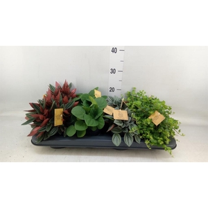 Peperomia   ...mix