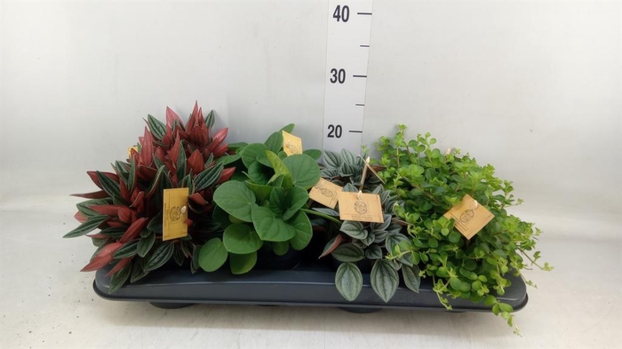 Peperomia   ...mix