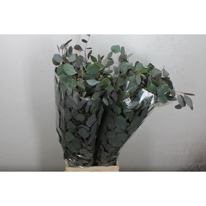 Euca Populus Blad Lang 300 Gr.