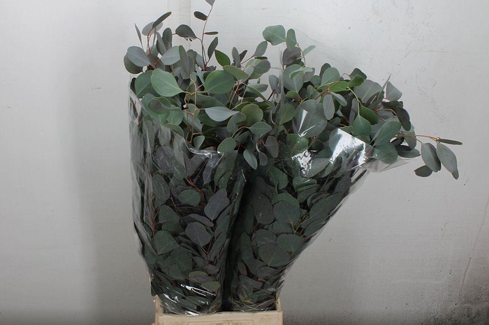 <h4>Euca Populus Blad Lang 300 Gr.</h4>