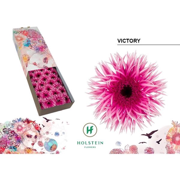 <h4>Ge Gr Spider Victory Box Holstein</h4>